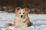 BORDER COLLIE 1196